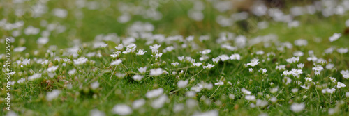 Green ground covered with tiny flowers hazy background. Lawn alternative. 