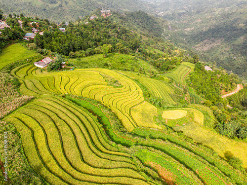 Rice on the terraced fields are ripe yellow interspersed with villages in Lao Cai  Vietnam