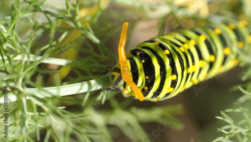 Anise swallowtail caterpillar on fennel, in a garden in Cotacachi, Ecuador photo