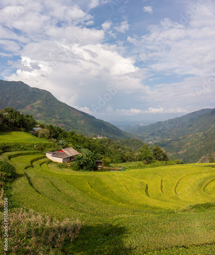 Rice on the terraced fields are ripe yellow interspersed with villages in Lao Cai, Vietnam