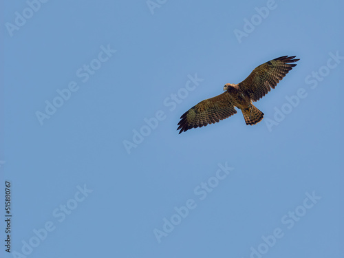 A large bird of prey in flight from below in daytime sunlight