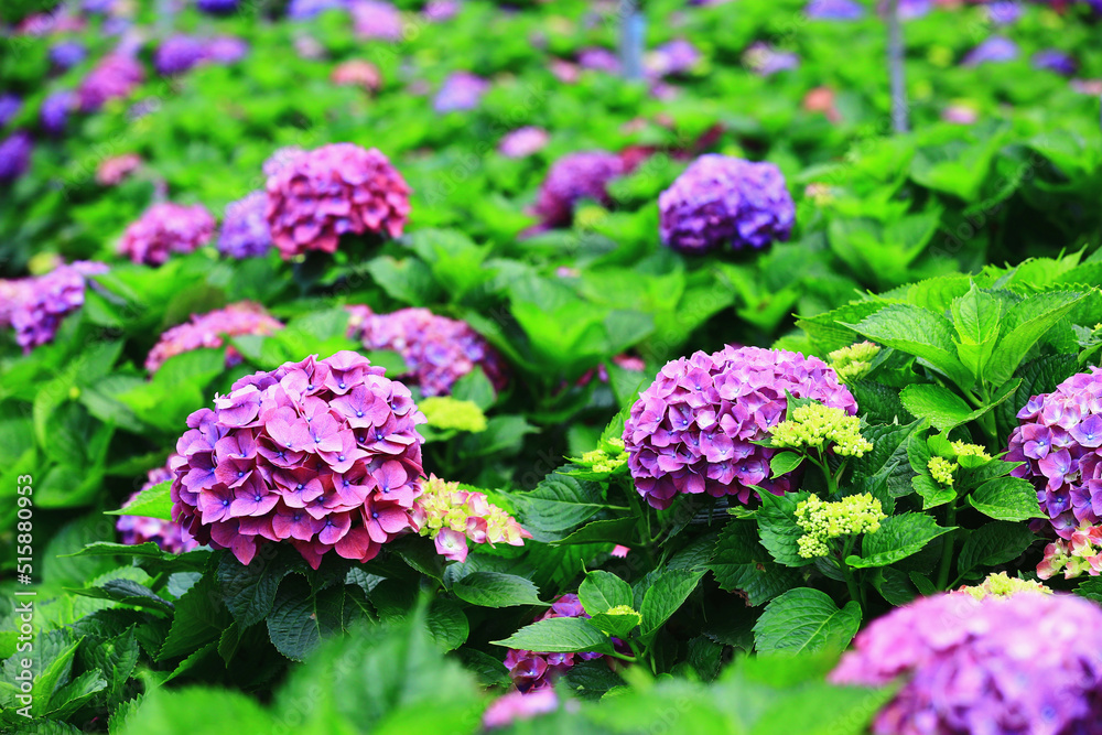 beautiful scenery of blooming Hydrangea(Big-leaf Hyrdangea) flowers,many colorful Hydrangea flowers blooming in the garden at sunny summer
beautiful scenery of blooming Hydrangea(Big-leaf Hyrdangea) flowers,many colorful Hydrangea flowers blooming in the garden at sunny summer