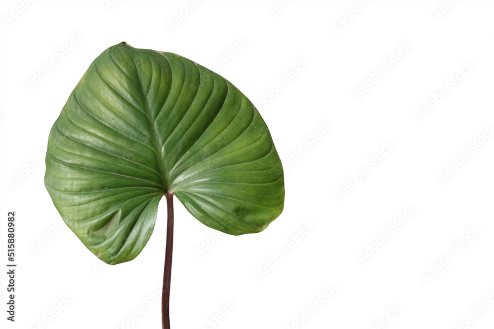 Green monstera leaves isolated from white background. Green monstera leaves isolated from white background.