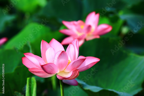 beautiful view of blooming Lotus flowers close-up of pink lotus flowers blooming in the pond in summer