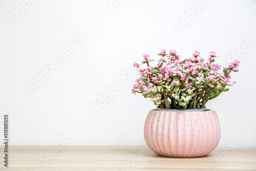 Succulent Jade Plant (Portulacaria afra also known as Elephant Bush) in a pink pot on right side of wooden desk, blooming with green leaves with pink highlights
