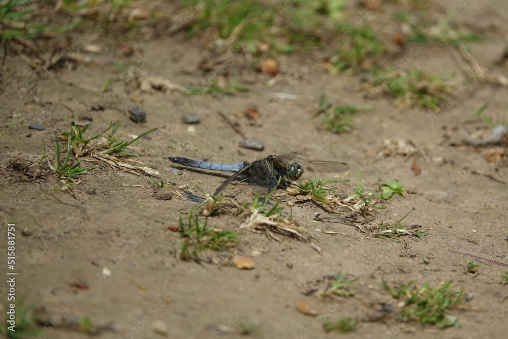 male black tailed skimmer dragonfly (Orthetrum cancellatum) male black tailed skimmer dragonfly (Orthetrum cancellatum)