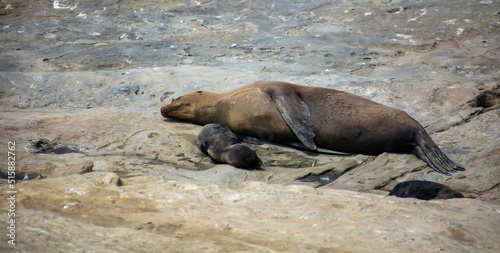 California Sea Lions on the Shore Resting and Sunning
