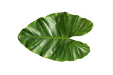 Green monstera leaves isolated from white background.