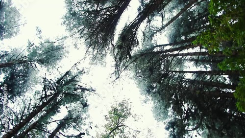 Tree tops Colombian rainforest on circular movement nadir panning 