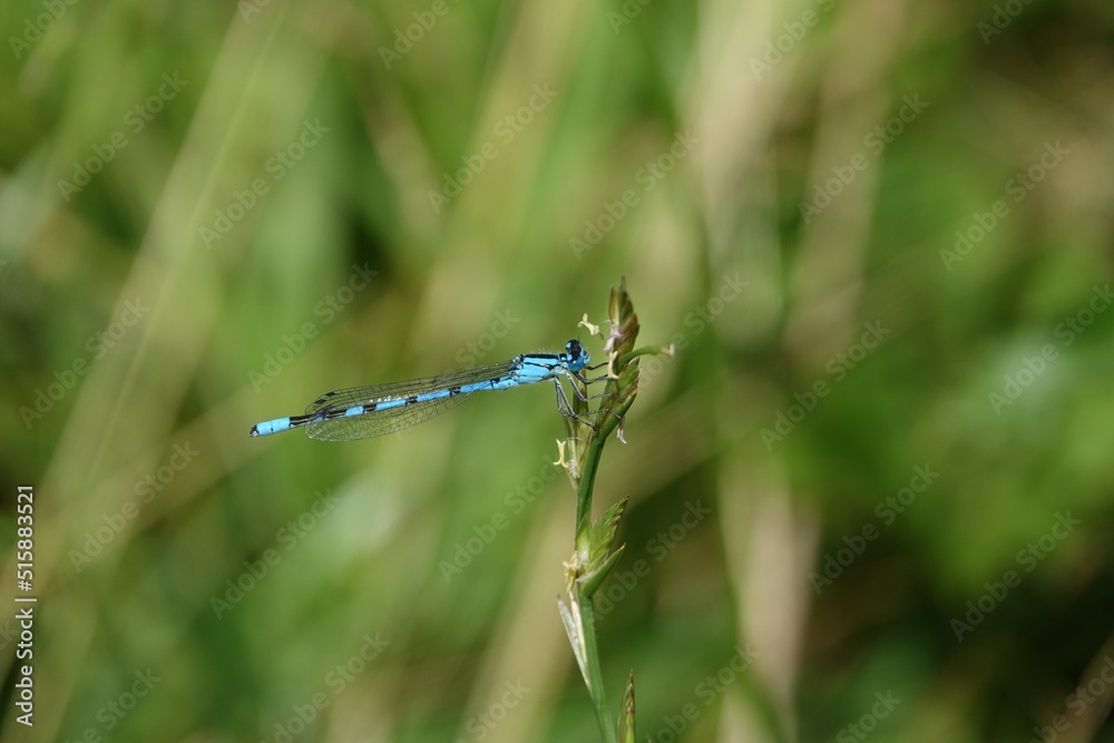 male common blue damselfly (Enallagma cyathigerum) male common blue damselfly (Enallagma cyathigerum)