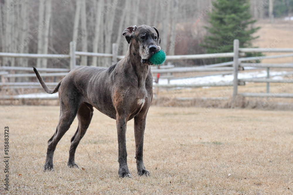 Obraz premium Great Dane dog playing with ball in mouth in off leash area