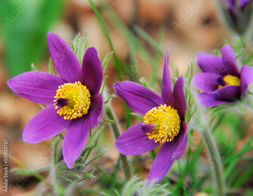  two purple crocus flowers blossom on spring day in grass