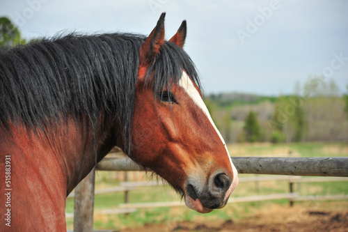 portrait of a brown chestnut colored Clydesdale horse