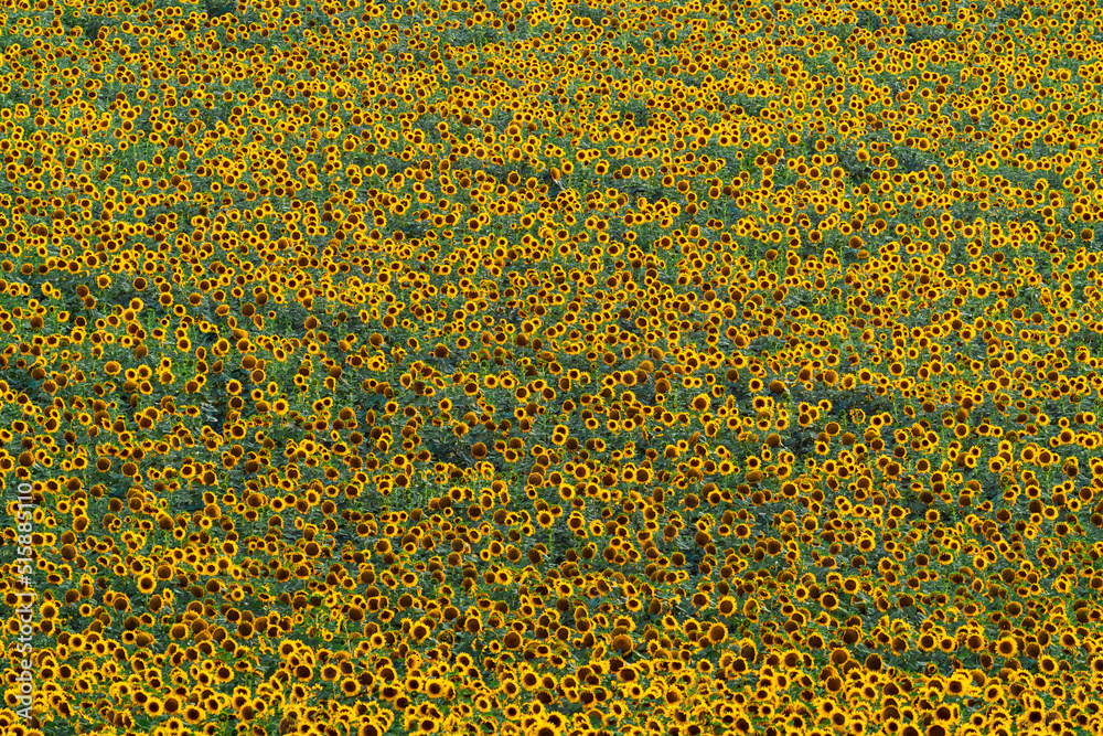 Sunflower field at sunset time Sunflower field at sunset time