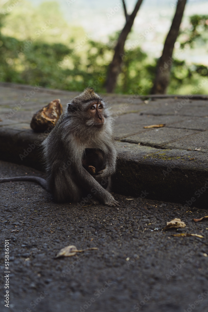 Monkeys along the roads of Bali, Indonesia. Tourism in Bali.