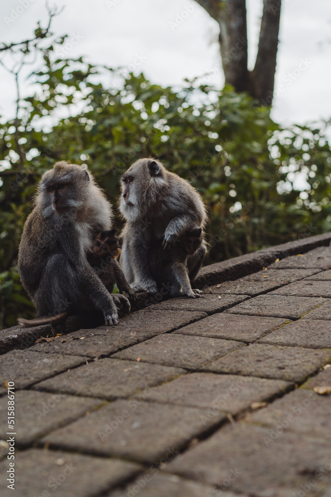 Naklejka premium Monkeys along the roads of Bali, Indonesia. Tourism in Bali.