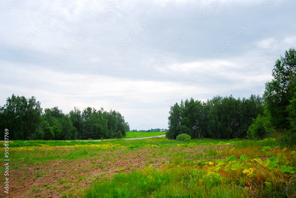 An overgrown field of green grasses with blue skies and wispy clouds in the summertime. The field is overgrown with grass. The forest is on the horizon. Clouds in the sky. Rural landscape. An overgrown field of green grasses with blue skies and wispy clouds in the summertime. The field is overgrown with grass. The forest is on the horizon. Clouds in the sky. Rural landscape.