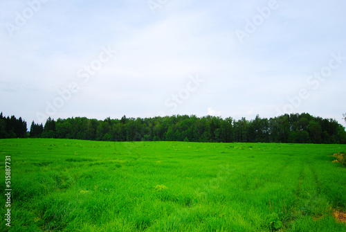 An overgrown field of green grasses with blue skies and wispy clouds in the summertime. The field is overgrown with grass. The forest is on the horizon. Clouds in the sky. Rural landscape.