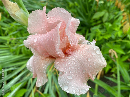 peach iris