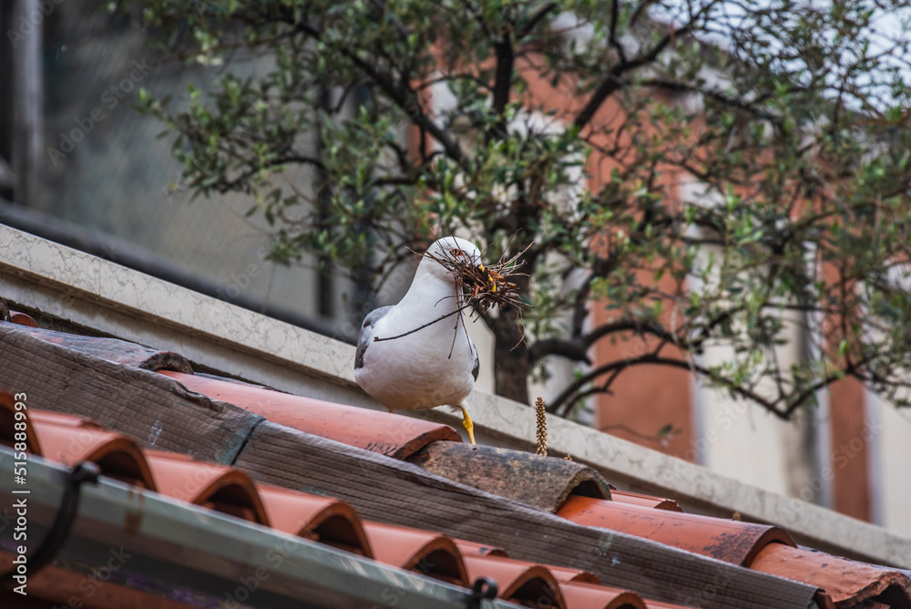 Naklejka premium Close-up of a Beautiful Seagull in Venice, Veneto, Italy, Europe, World Heritage Site