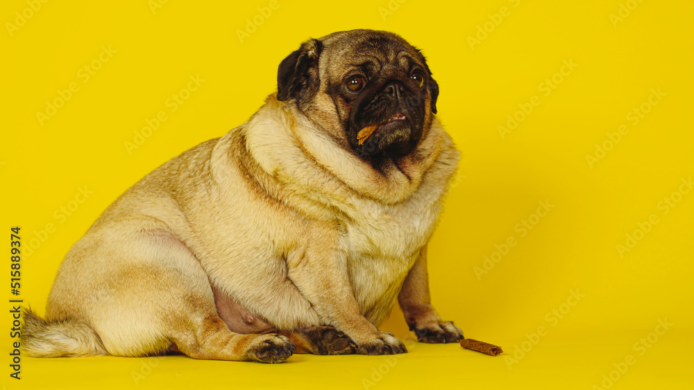 Cute pug with dog treats in his mouth on a yellow background. Charming pet pug sitting on a yellow background in the studio and looking at the camera