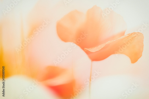 A double exposure of poppies on a roadside - summer 2022.