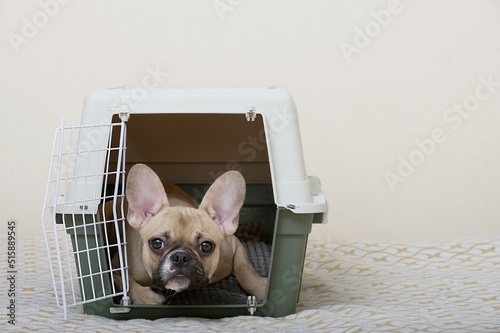 The dog is ready to travel.A French bulldog with sad muzzle has a rest inside an open large plastic box and looks carefully into the camera. No people studio photo.