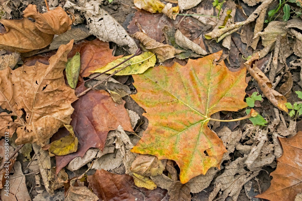 A variety of leaves in a variety of fall color, cover the forest floor.