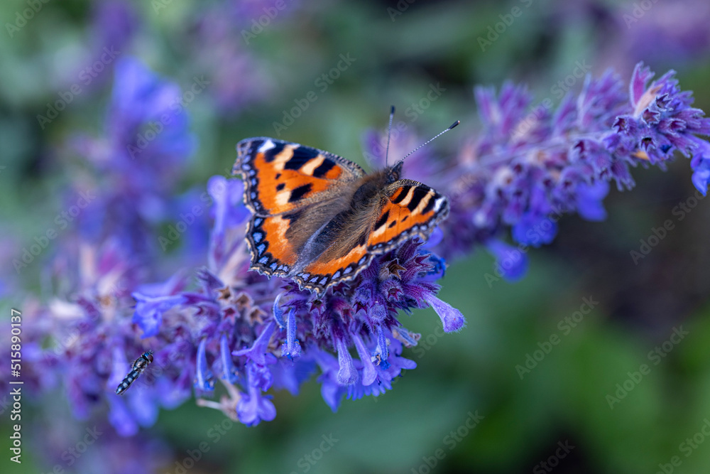 fly chasing a butterfly on a flower fly chasing a butterfly on a flower