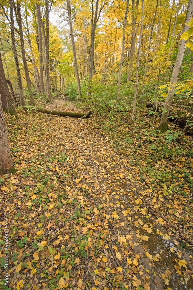 A trail in a park is covered in fallen leaves. A trail in a park is covered in fallen leaves.