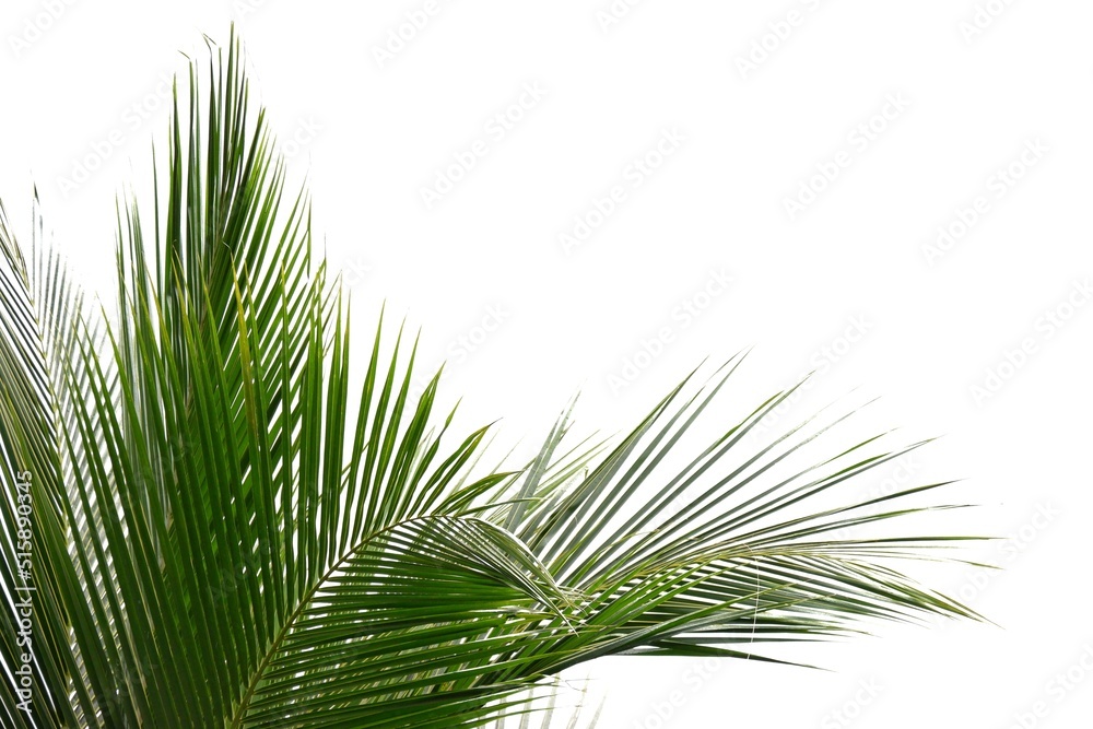 Fototapeta premium Tropical coconut leaves on white isolated background for green foliage backdrop 