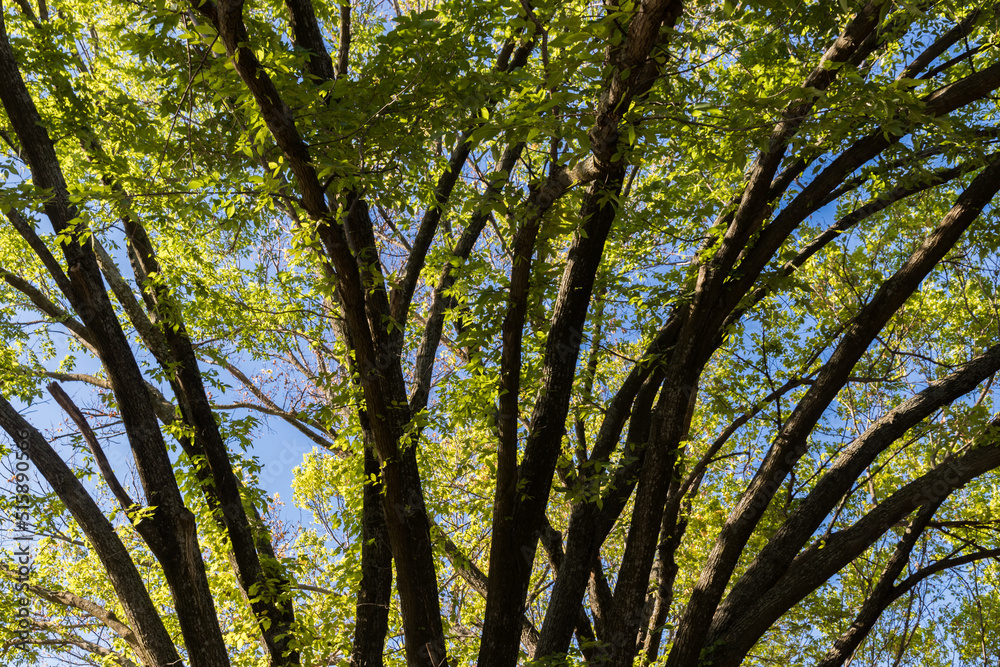 Fresh environment with trees in the forest
