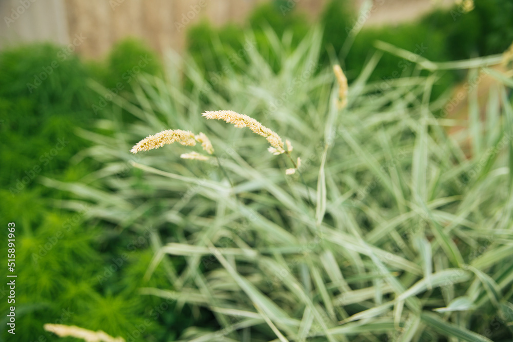 Light green leaves. Long, thin, fresh green leaves. Shades of green. Natural background and texture. Light green leaves. Long, thin, fresh green leaves. Shades of green. Natural background and texture.