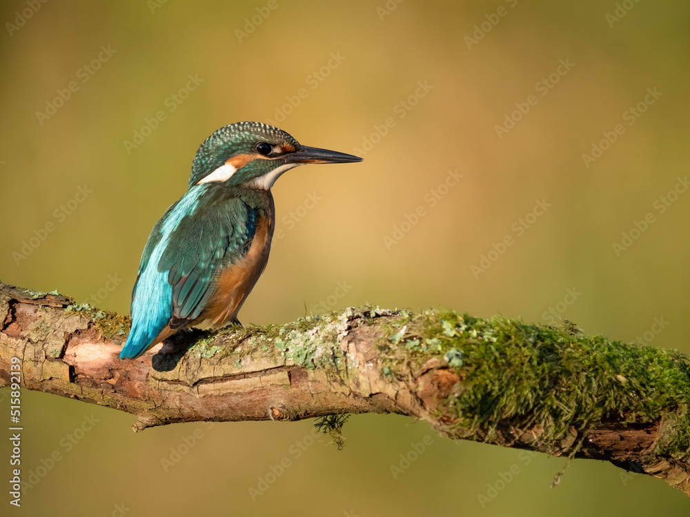 Common kingfisher in his natural habitat. Wild bird on the river, beautiful colours, very close up picture. Bird is isolated from the background. Common kingfisher in his natural habitat. Wild bird on the river, beautiful colours, very close up picture. Bird is isolated from the background.