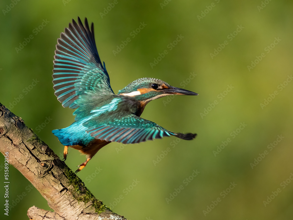 Obraz premium Common kingfisher in his natural habitat. Wild bird on the river, beautiful colours, very close up picture. Bird is isolated from the background.