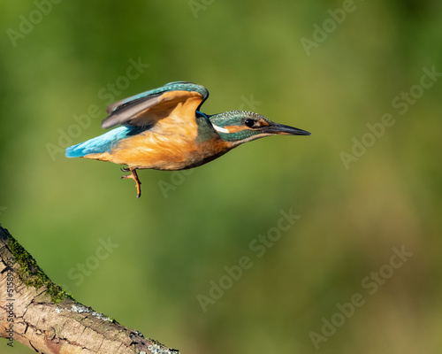 Common kingfisher in his natural habitat. Wild bird on the river, beautiful colours, very close up picture. Bird is isolated from the background. © bloodyplamen