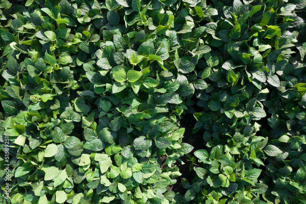 Aerial view of a soybean field Aerial Aerial view of a soybean field Aerial