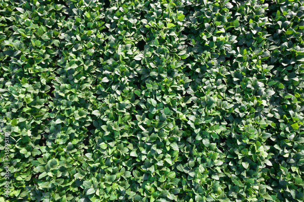 Aerial view of a soybean field Aerial