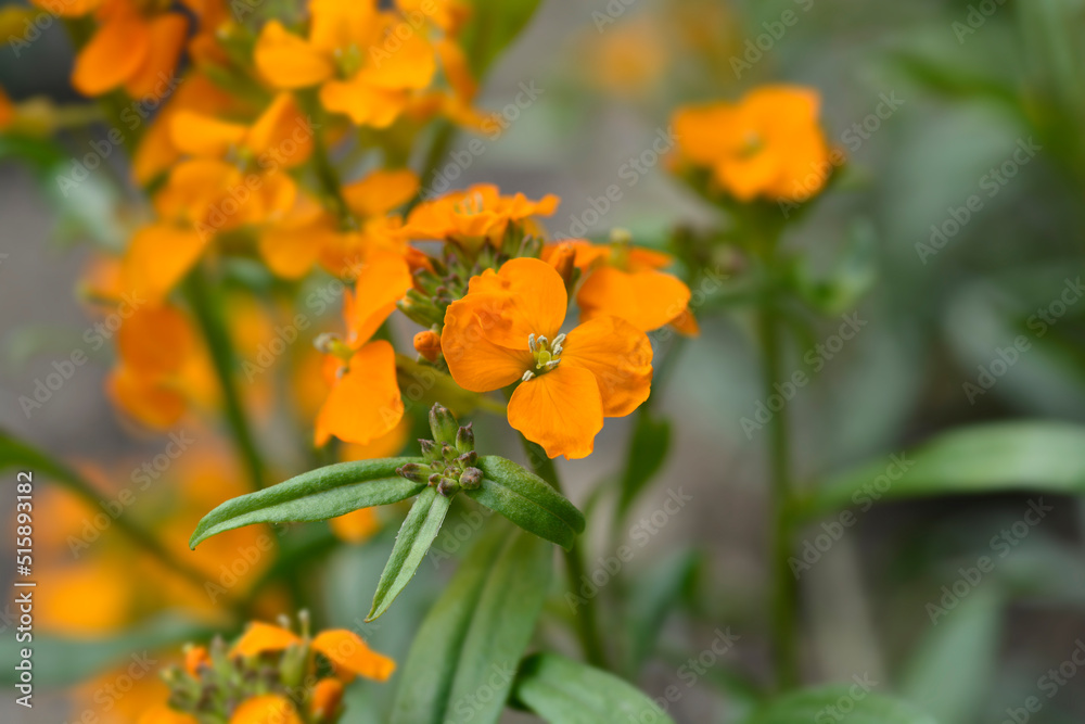 Siberian Wallflower Siberian Wallflower