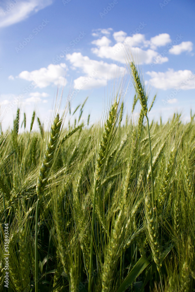 Cereals. Spikelets. Wheat grows in the field. Cereals. Spikelets. Wheat grows in the field.