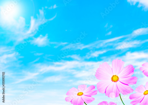 コスモスの花と青空／秋桜（秋イメージ背景素材）