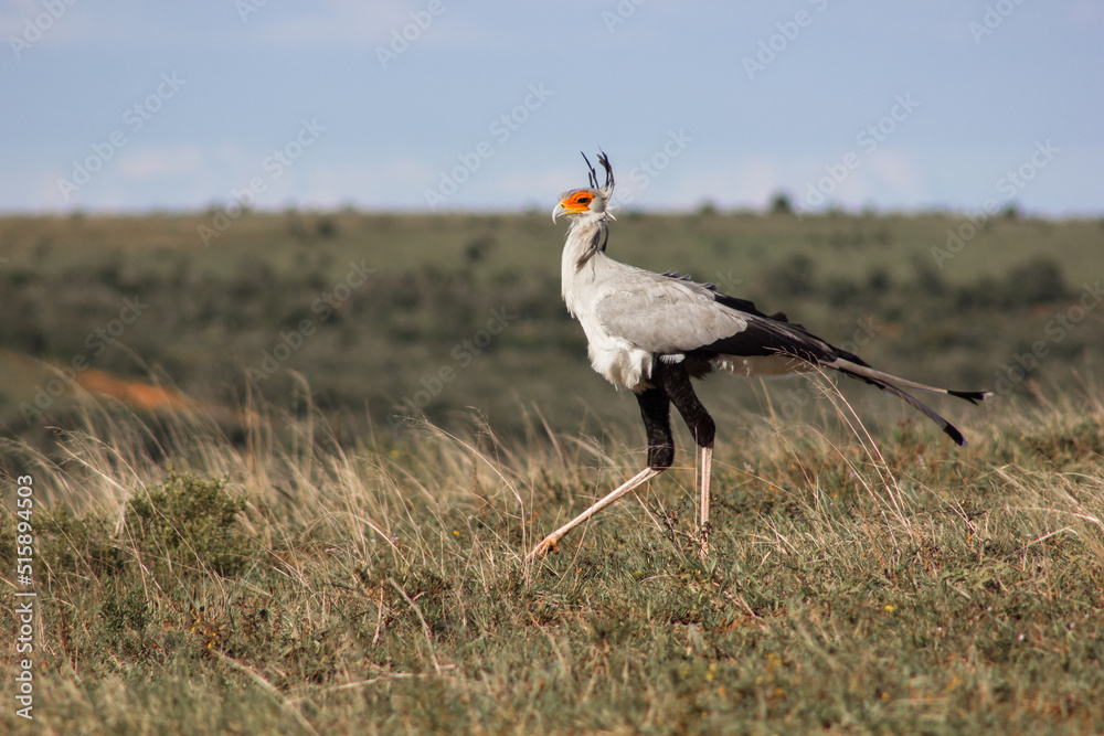 Secretary bird in South African game reserve Secretary bird in South African game reserve