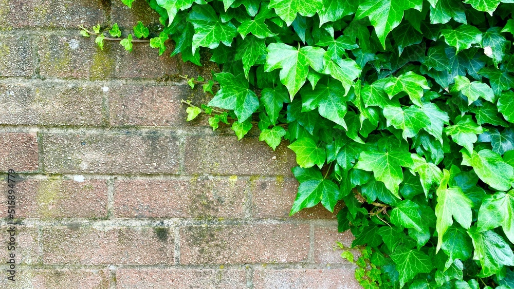 green ivy on the wall green ivy on the wall