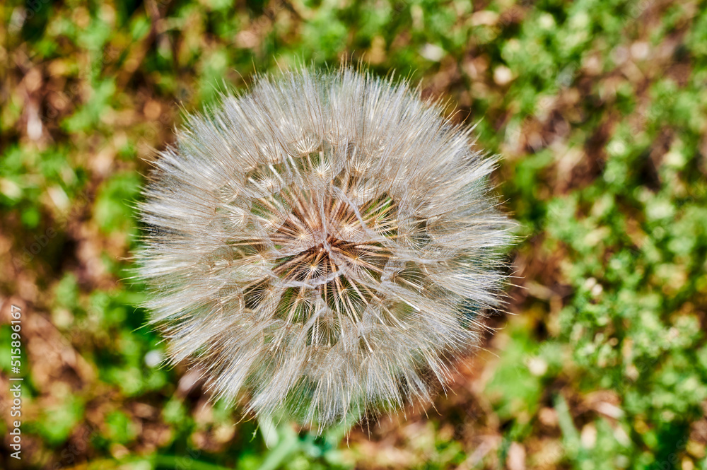 Macro shot of the head of a dandelion (genus Taraxacum) in the sunshine in front of blurred meadow.