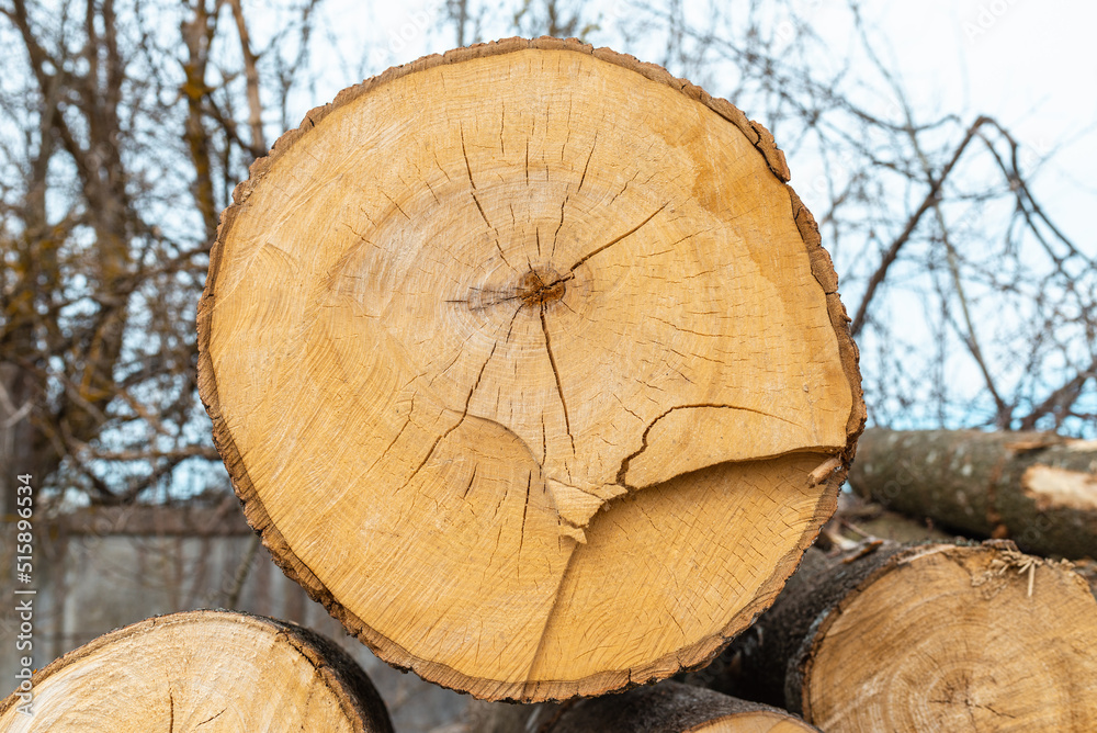 Pile of wood logs storage for industry.Stacked loggs of fire wood texture background.Selective focus.Closeup. Pile of wood logs storage for industry.Stacked loggs of fire wood texture background.Selective focus.Closeup.