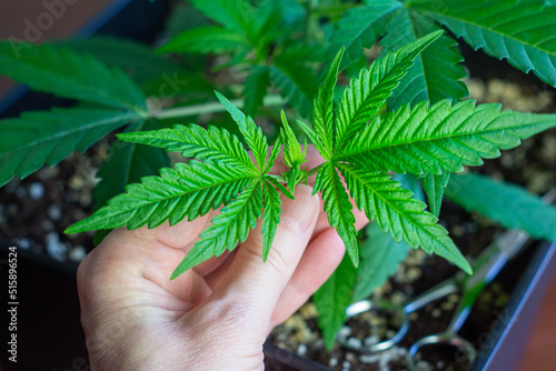 Woman's Hand Holding Cut Top of Cannabis Plant from Topping Pruning Technique to Break Apical Dominance photo