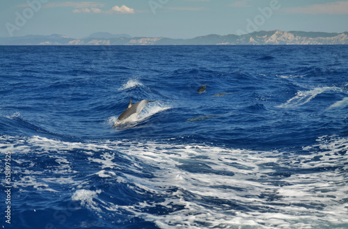 Wunderschöne Delphine nahe Insel Korfu und Insel Paxos und Antipaxos im ionischen Meer in Griechenland mit Einsatz von Polarisationfilter