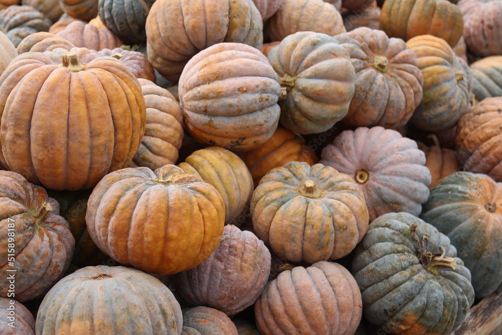 Textured pumpkins at the autumn fair close-up