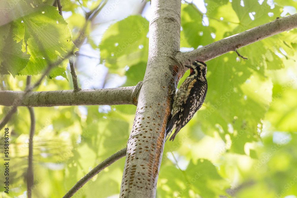Male Yellow-bellied sapsucker (Sphyrapicus varius) in summer Male Yellow-bellied sapsucker (Sphyrapicus varius) in summer