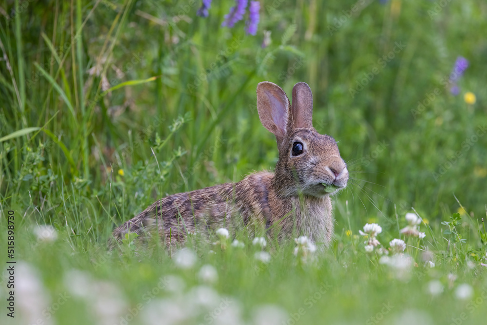 Fototapeta premium eastern cottontail (Sylvilagus floridanus) 